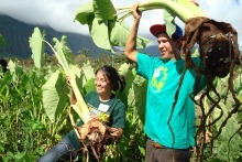 Students harvesting taro
